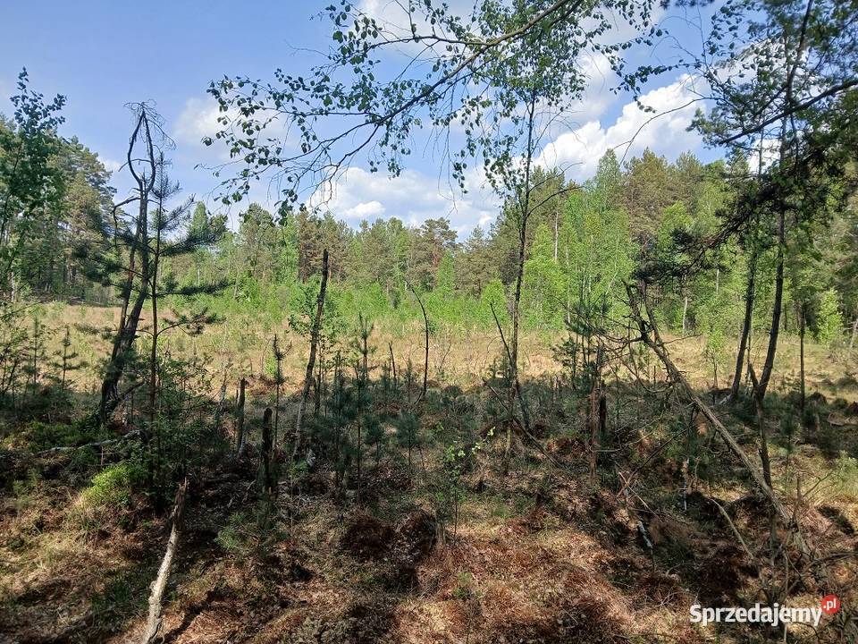Sprzedam 1ha ziemi Piekło Sielpia świętokrzyskie Końskie