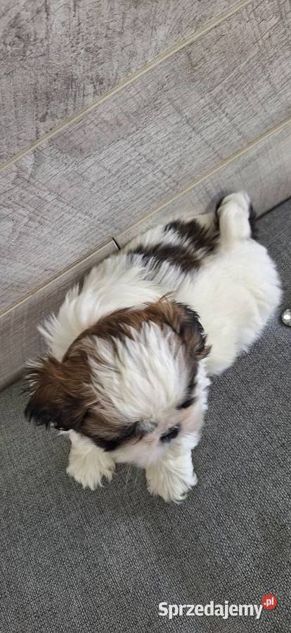 Shih Tzu suczki I piesek Przysucha