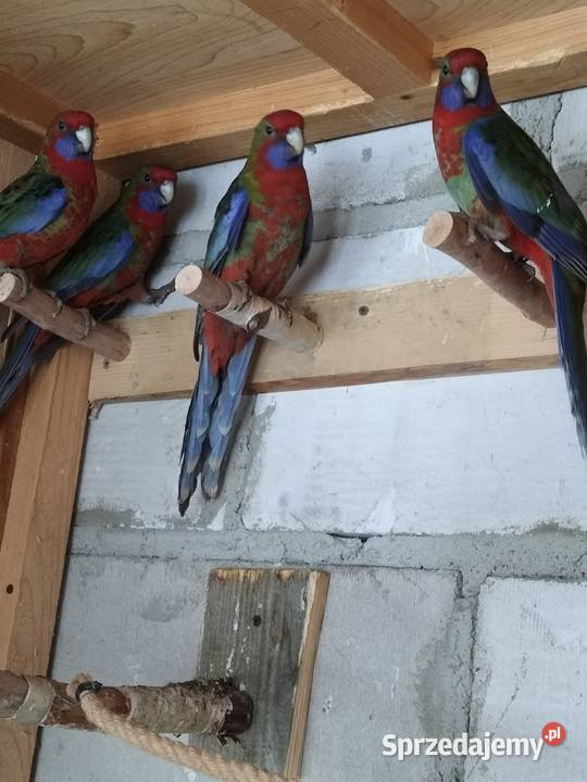 Rozella rozelle królewskie Krosno