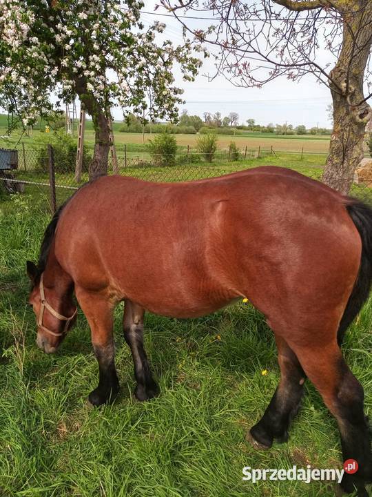 Klacz Polski koń zimnokrwisty Kneblowo