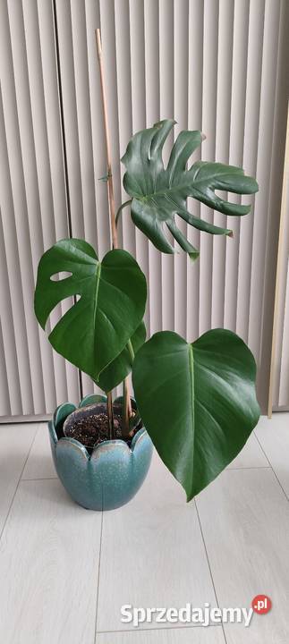 Monstera deliciosa