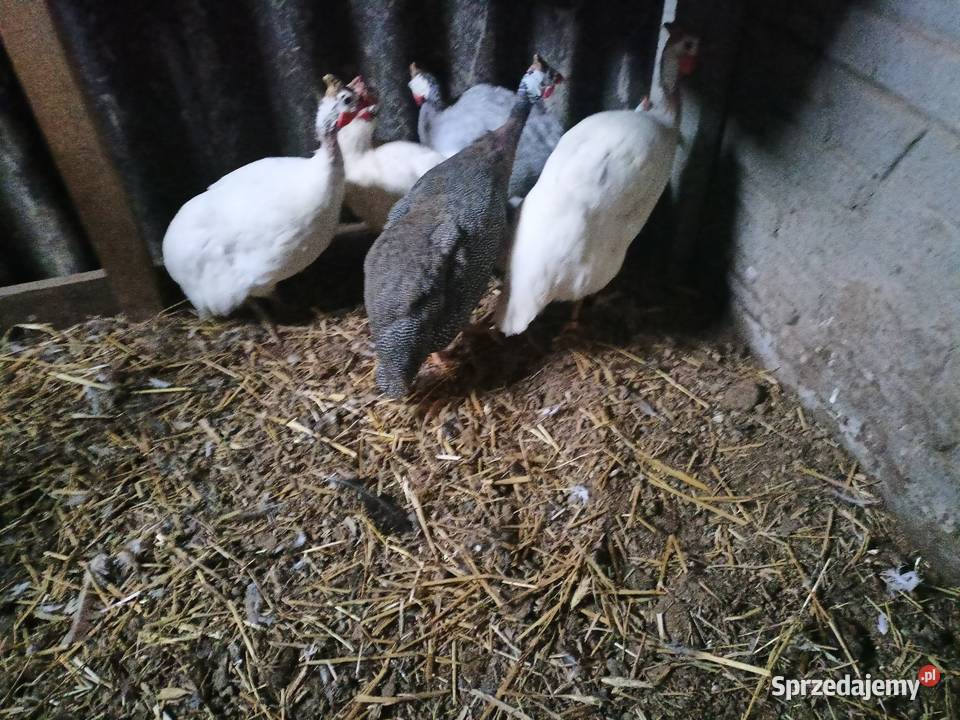 Sprzedam perliczki Ptaki Turek