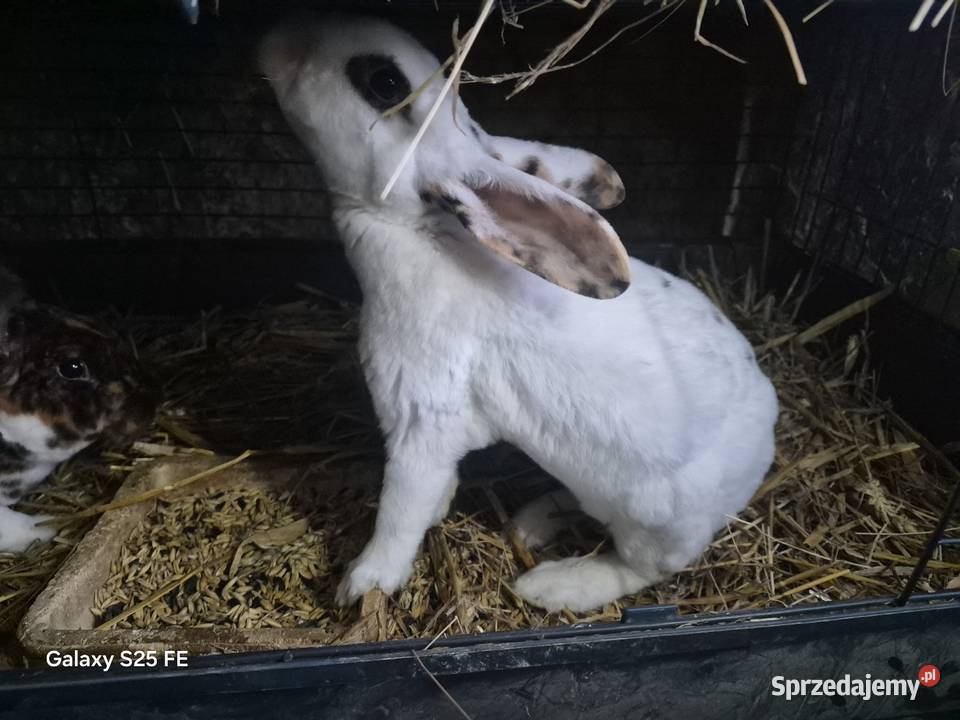 Samiczki rex trójbarwny i wiedeński Dylągowa