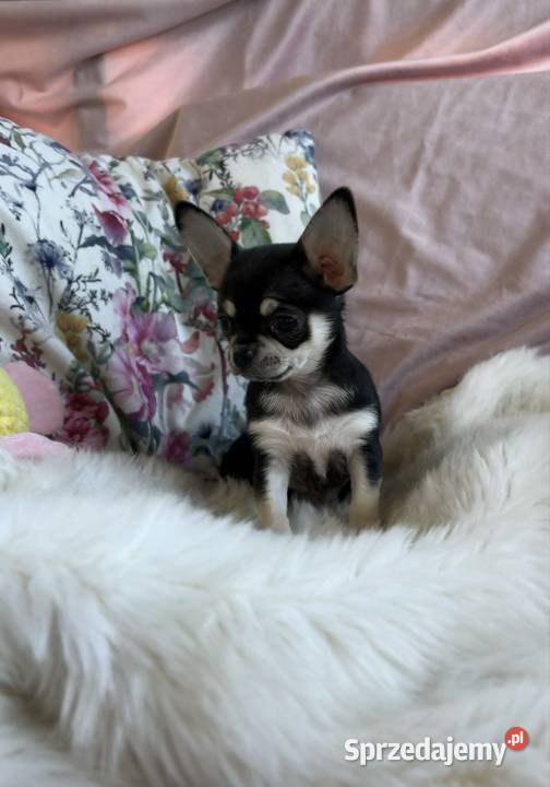 CHIHUAHUA PIĘKNA DROBNIUTKA SUNIA Łódź
