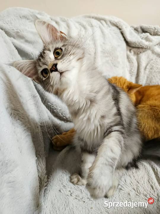Kotka Maine Coon z rodowodem FPL Opal Wonder Czempiń