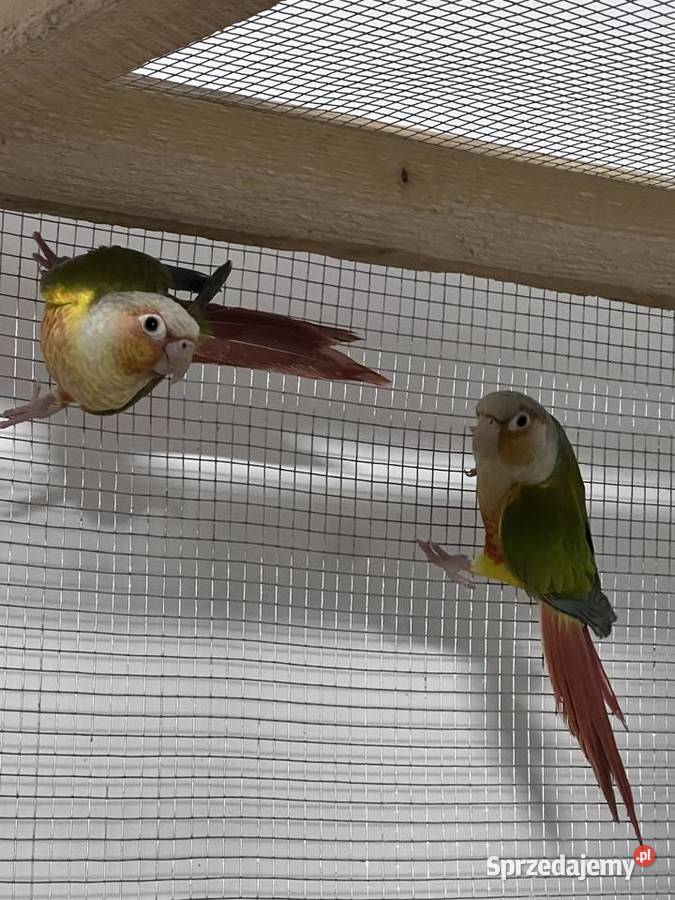 Sprzedam parę rudosterek zielonolicych Siepraw