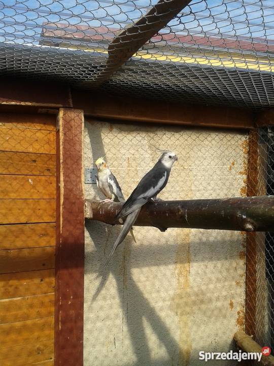 Samiec Nimfy szek Czempiń