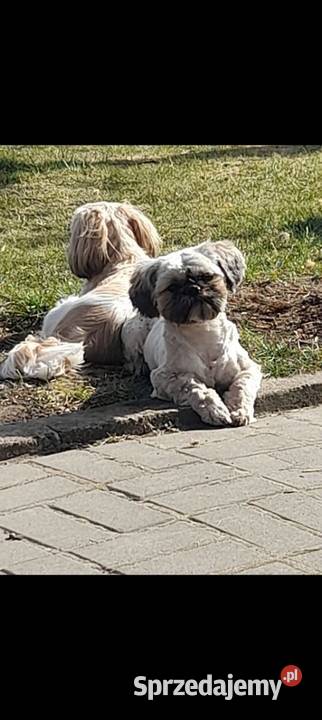 Pies shih tzu kujawsko-pomorskie Łążynek