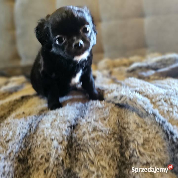 Chihuahua Słodki Blaki szuka nową rodzinkę Kołobrzeg sprzedam
