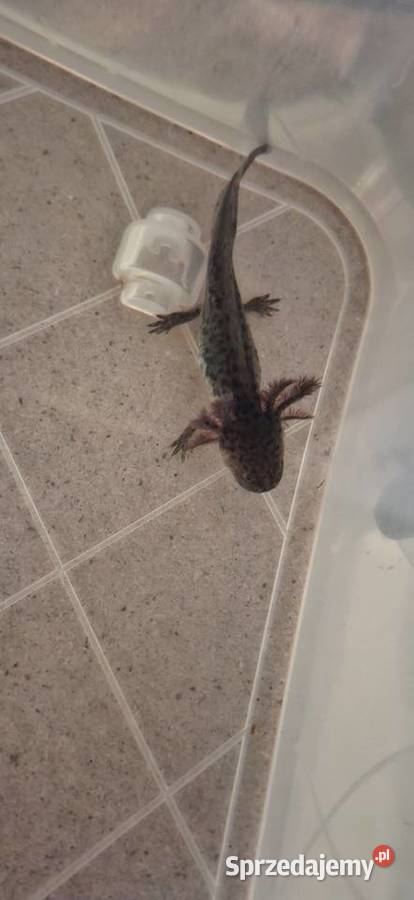 Aksolotl Ambystoma mexicanum Hodowla Wyszków