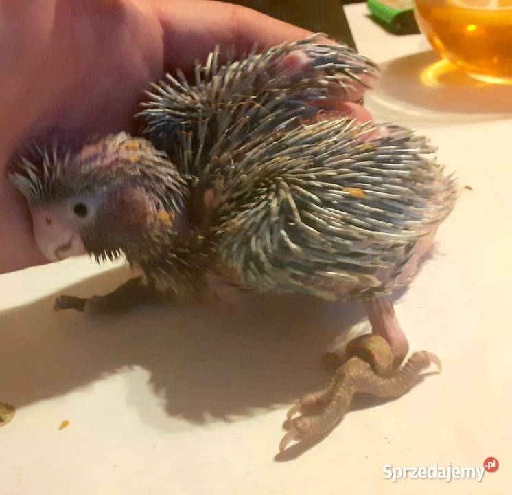 Papugi Ara Marakana Warszawa