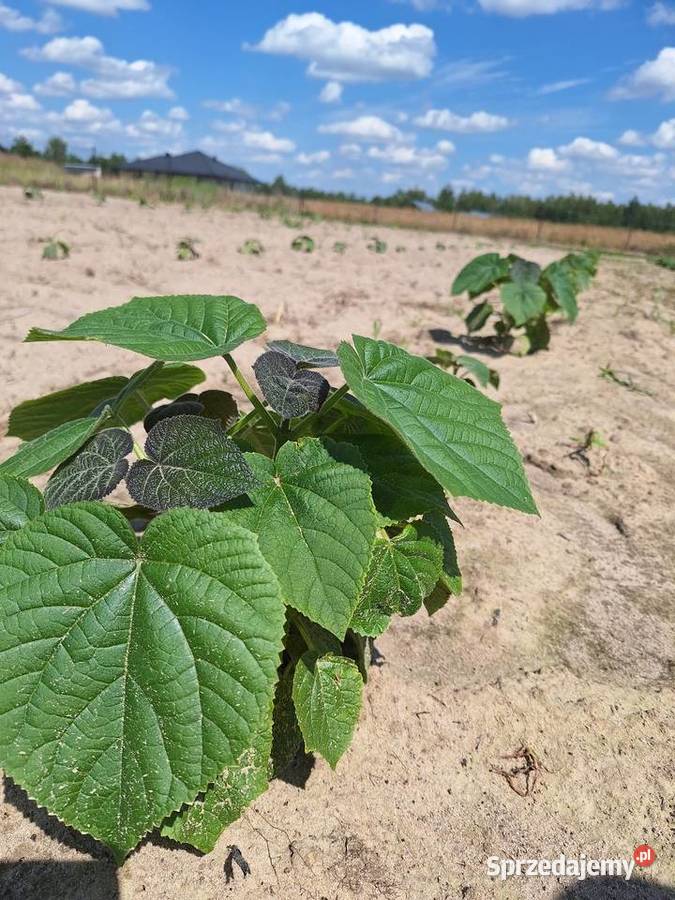 Paulownia Shan Tong w doniczkach p9 I korzeń Dorohucza