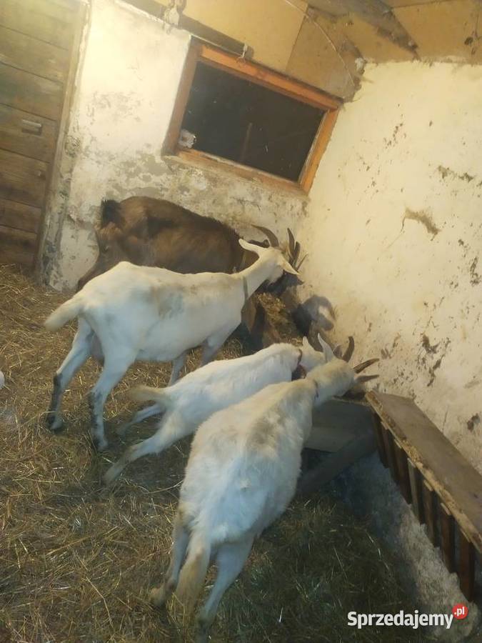 Kozy sanenskie mleczne zakocone Dębica