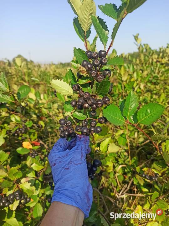 Owoce aronii wysyłka Aronia recznie zrywana Owoce