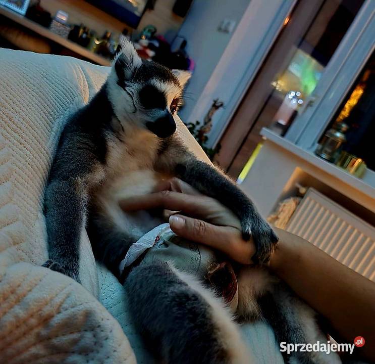 Oswojone Lemury Katta łac Lemur Catta piękne Pozostałe