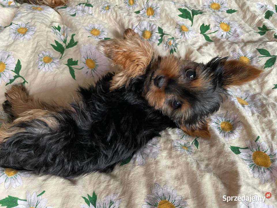 York terrier Grabów nad Prosną