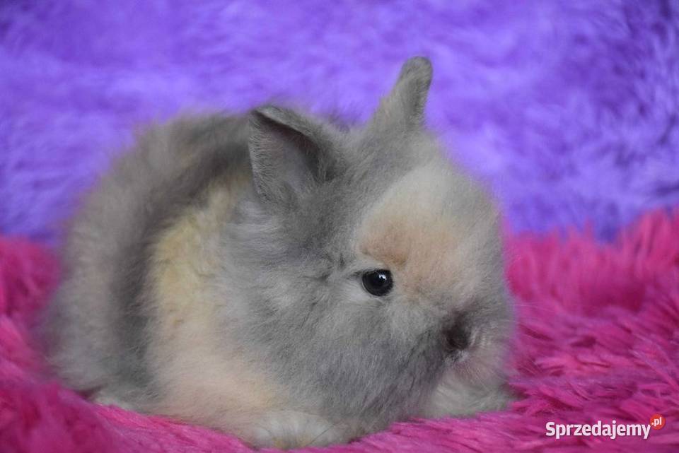 Karzełki teddy różne kolory puszysty królik kujawsko-pomorskie Lipno sprzedam