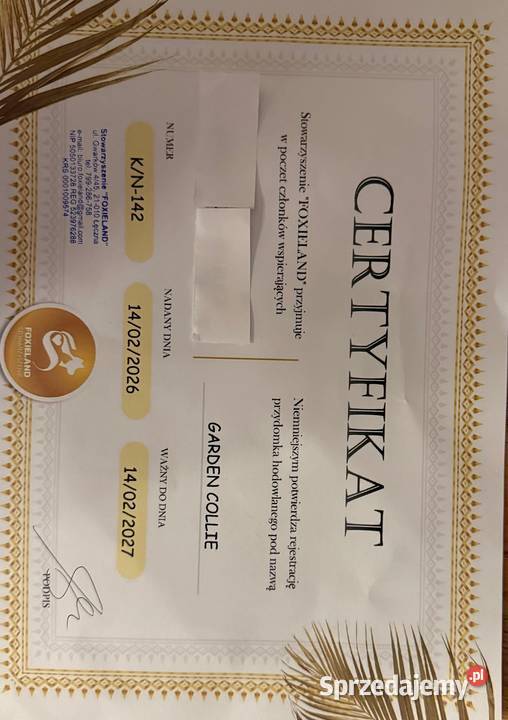 owczarek szkocki collie Opole