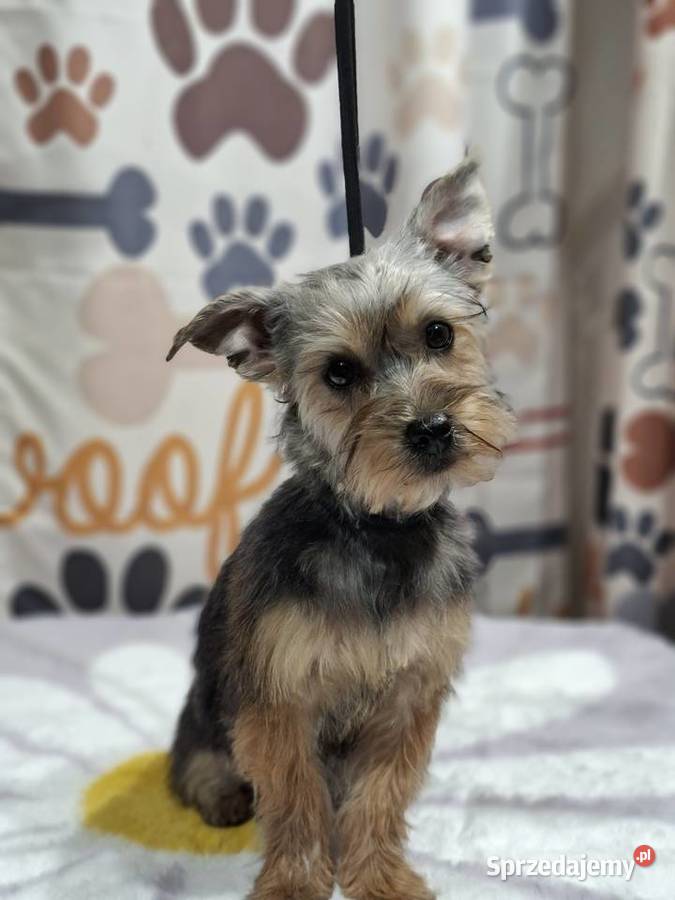 Yorkshire terrier