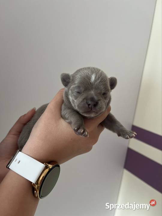 Chihuahua szczeniaki Piasek