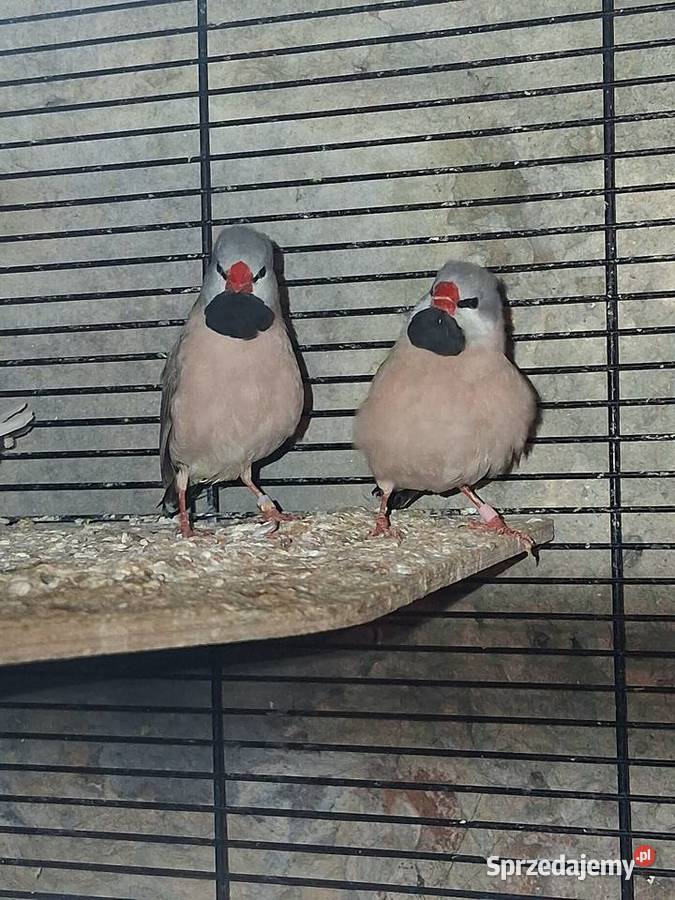 Samce amadyny osternej kujawsko-pomorskie Szubin