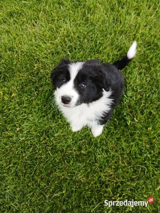 Border Collie FCI suczka do dogoterapii Pozostałe Dębica