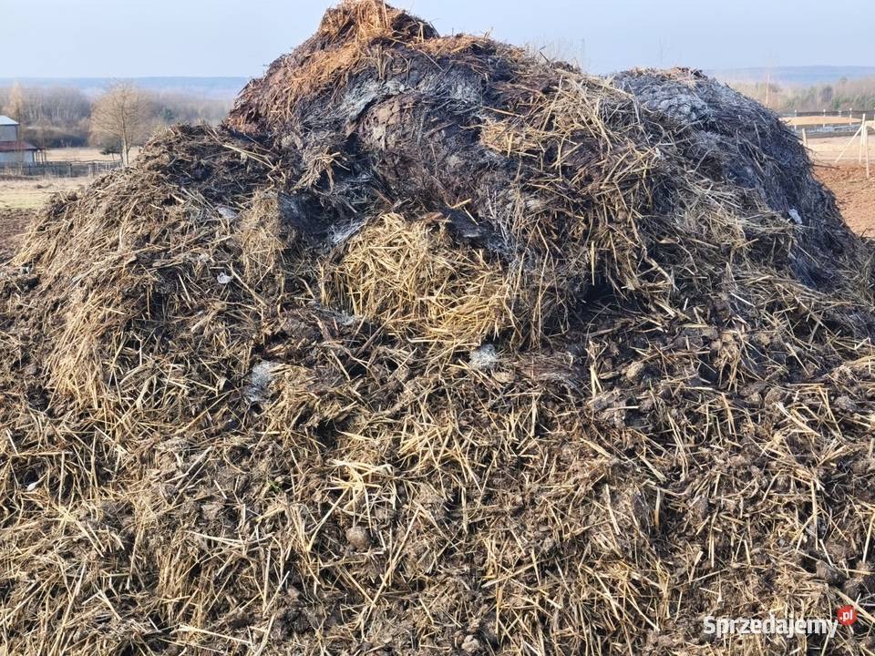 Obornik koński Odrowąż