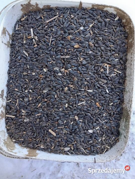 Słonecznik czarny ziarno gołębi ptaków