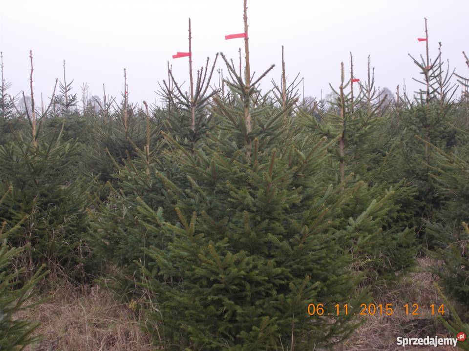 CHOINKI JODŁA ŚWIERK DONICZKA CIĘTY mazowieckie Mszczonów