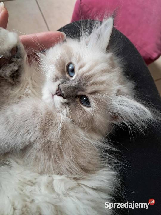 Arya kotka syberyjska neva masquerade Wola Szydłowiecka sprzedam