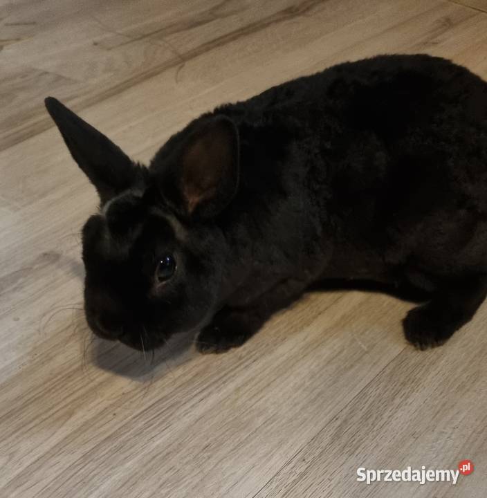 Królik Karzelek Mini Rex trójbarwny Katowice sprzedam