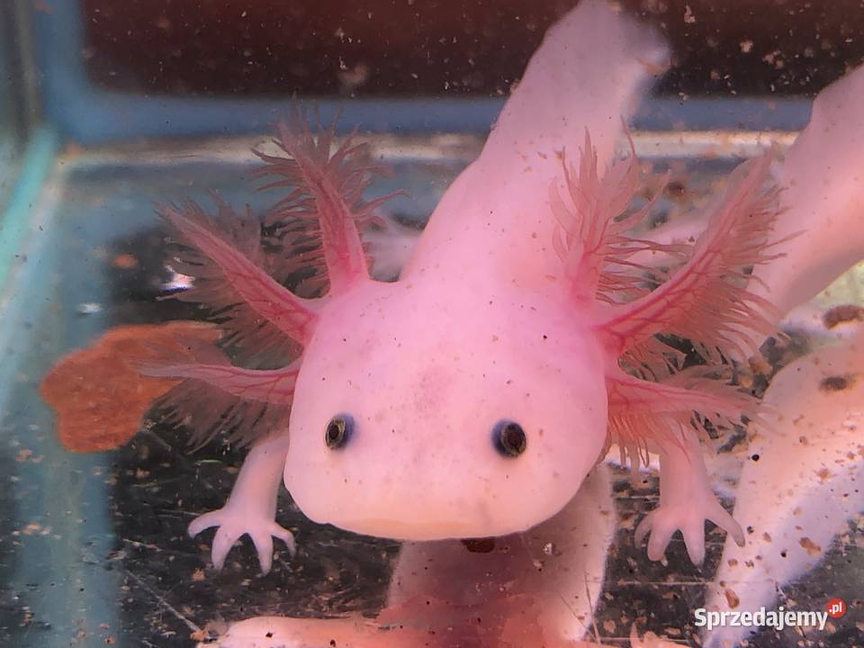 Aksolotl Ambysoma Mexicanum Salamandra Justynów