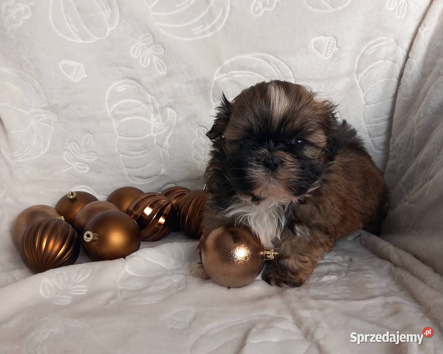 ShihTzu chłopiec odbiór w grudniu Strzelce Opolskie