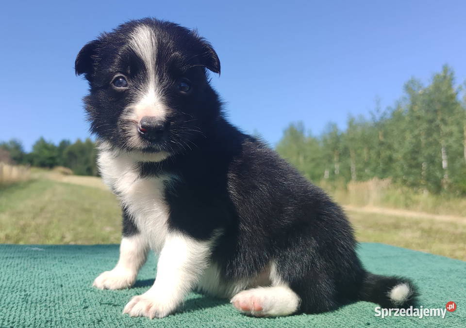 Wspaniały Pies FABIO BORDER COLLIE z pełną dok Iwonicz