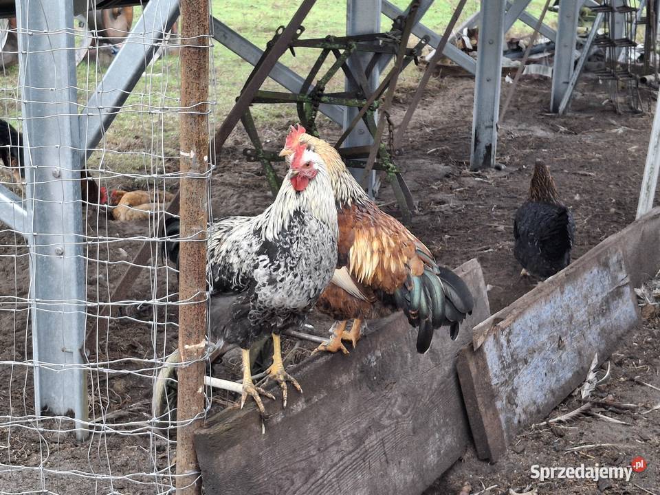 koguty z wolnego wybiegu młode Sułoszyn