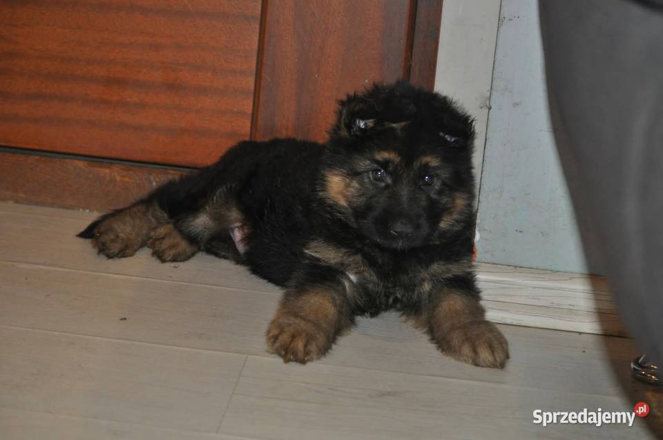Owczarek Niemiecki Długowłosy szczenięta FCI Poniec