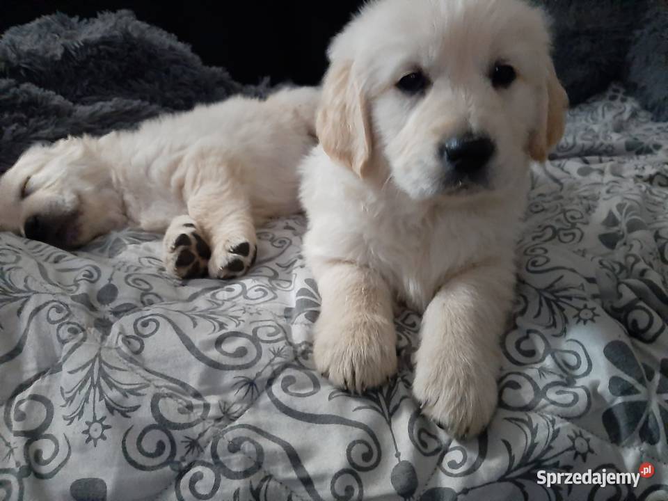 Golden Retriver 2 szczeniaki dolnośląskie Świebodzice