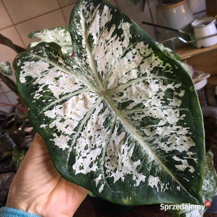 caladium bulwy Warszawa