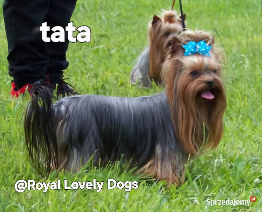 Yorki mini CHAMPIONIE Warszawa