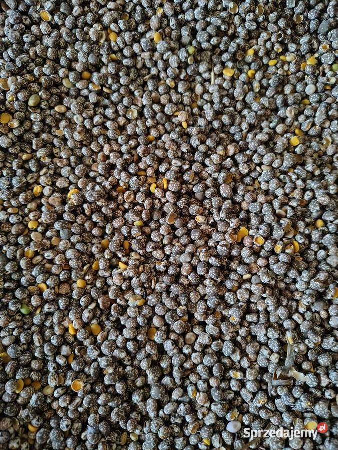 Łubin wąskolistny niebieski gorzki na poplon Krasnystaw