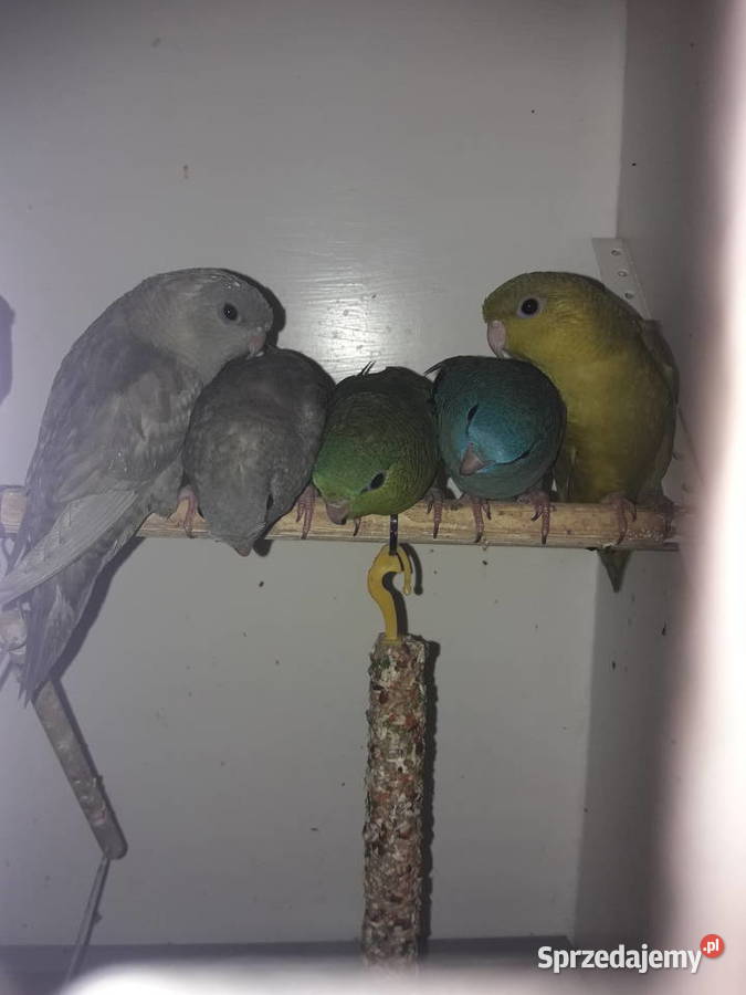 Stokówka prążkowana katarzynki Zwierzęta Pobiedziska