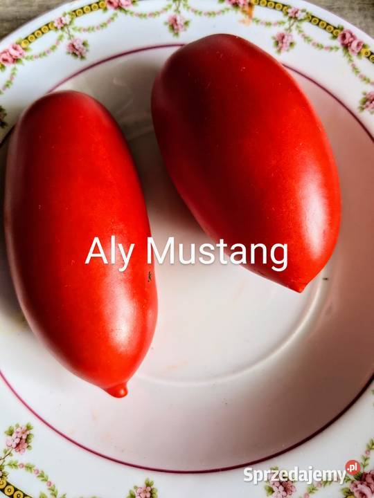 Stara Babcina Malinówka 50 lat Nasiona kolekcja Kraków