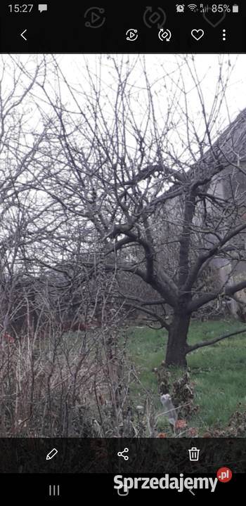 krzewy ich wyciinkę Pozostałe wielkopolskie Stara Krobia sprzedam