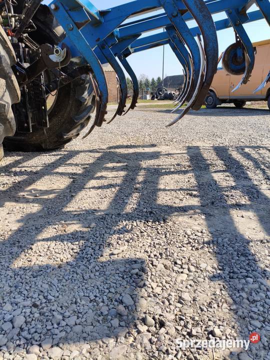 Bezorkowiec czterobelkowiec rabe Motycz