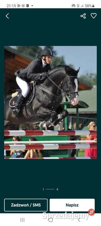 Ogier oldenburski pablo Wieruszów sprzedam