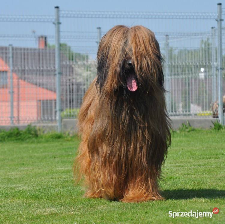 Briard rezerwacja szczeniąt ZKwP FCI 2020 opolskie Opole