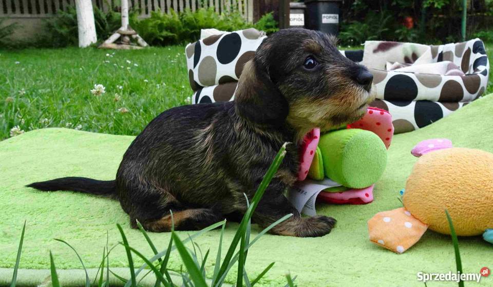 Jamniki szorstkowłose miniaturowe