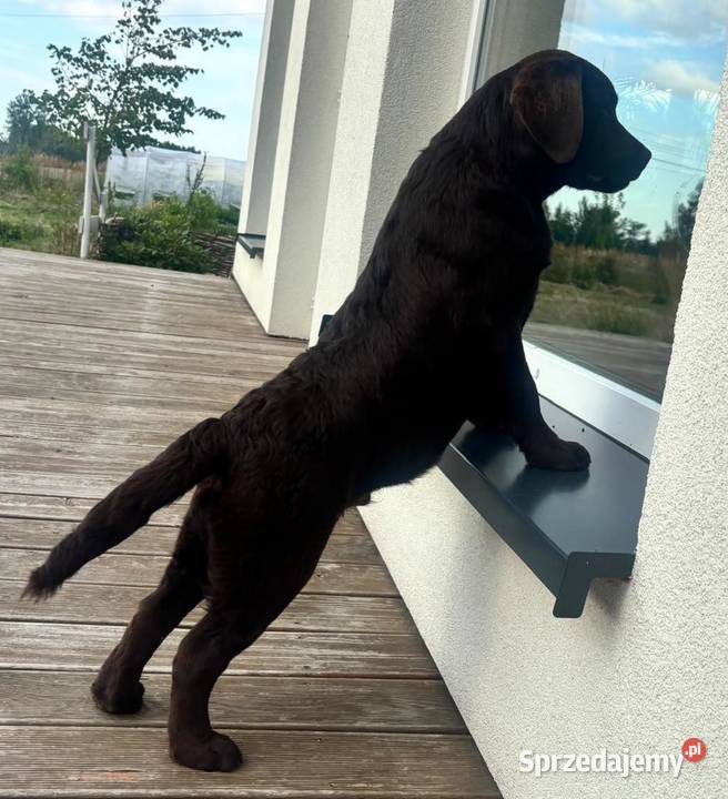 Labrador czekoladowy szczenię Bogumiłowice sprzedam