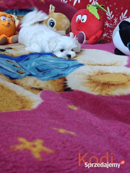 Piesek Maltańczyk Gotowy na zmianę domu Zwoleń