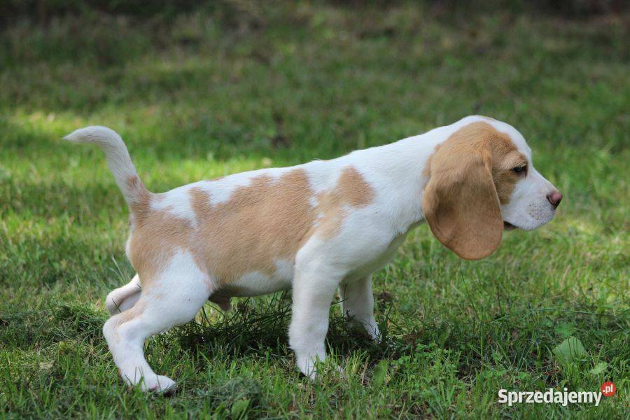 Szczeniaczek Beagle piesek Championie Polski śląskie Aleksandria sprzedam
